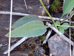 Ranunculus bupleuroides