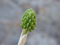 Ranunculus bupleuroides