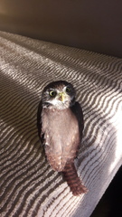 Glaucidium