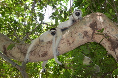 Propithecus verreauxi