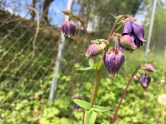 Aquilegia atrata