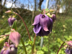 Aquilegia atrata
