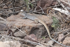 Aspidoscelis scalaris