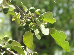 Cordia monoica