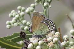 Callophrys mcfarlandi