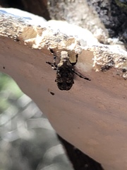Euparius