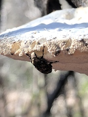 Euparius