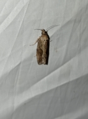 Endothenia quadrimaculana