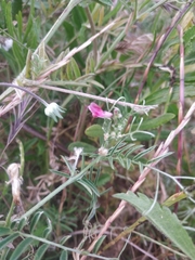 Vicia sativa