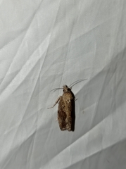 Endothenia quadrimaculana