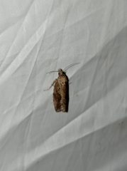 Endothenia quadrimaculana