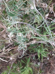 Vicia sativa