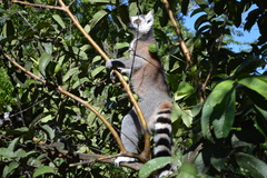 Lemur catta