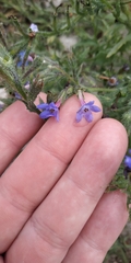 Anchusa stylosa