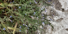 Anchusa stylosa