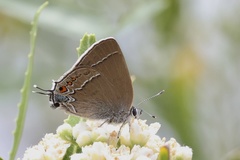 Satyrium polingi