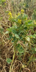 Melilotus neapolitanus