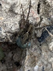 Acantholycosa lignaria