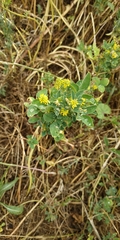 Melilotus neapolitanus