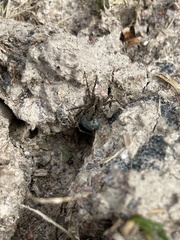 Acantholycosa lignaria