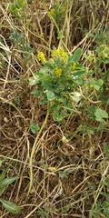 Melilotus neapolitanus