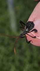 Heteroptera