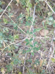 Medicago lupulina