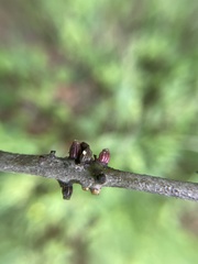 Callirhytis quercusgemmaria