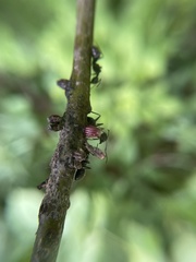 Callirhytis quercusgemmaria
