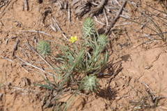 Ceratocephala