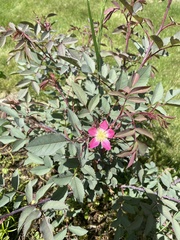 Rosa glauca