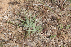 Ceratocarpus arenarius