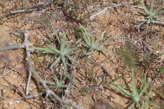 Ceratocarpus arenarius