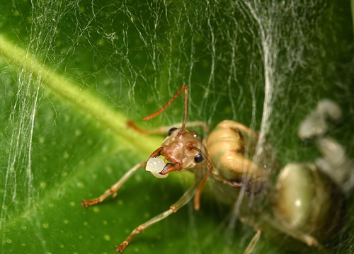 Asian weaver ant