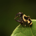 Wasp-mimic Jumping Spider - Photo (c) sunnyjosef, some rights reserved (CC BY), uploaded by sunnyjosef