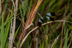 Chlorolestes elegans