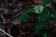 Tithorea harmonia hippothous