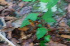 Tithorea harmonia hippothous