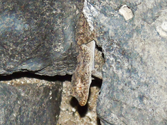 Mediodactylus heterocercus