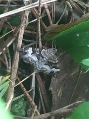 Xanthorhoe biriviata