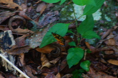 Tithorea harmonia hippothous