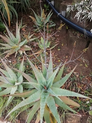 Aloe chabaudii