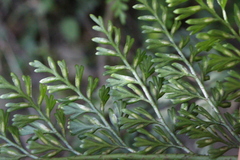 Asplenium gracillimum