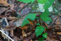Tithorea harmonia hippothous