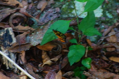 Tithorea harmonia hippothous