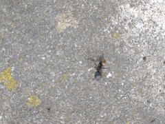 Camponotus pennsylvanicus