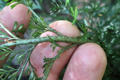 Asplenium gracillimum