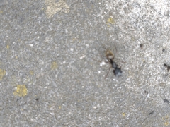 Camponotus pennsylvanicus