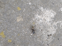 Camponotus pennsylvanicus