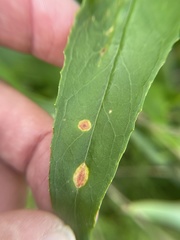 Puccinia andropogonis